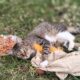 Elisha: Cat for Adoption