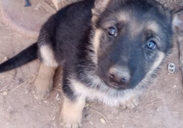 German Shepherd puppies