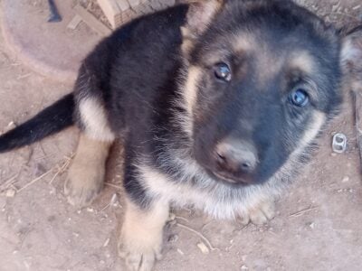 German Shepherd puppies