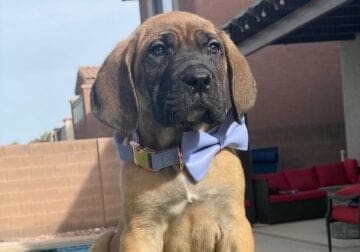 Cane Corso Red Fawn Female