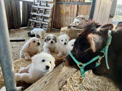 3/4 Great Pyrenees 1/4 Bernese Mtn Dg