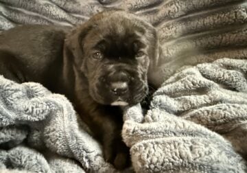 Cane Corso Puppies