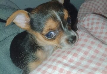 Puppy