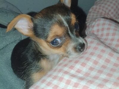 Puppy