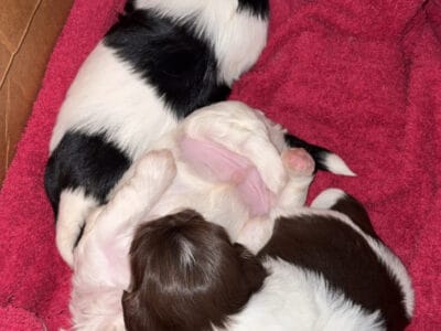 Shih-tzu puppies