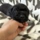 Cane Corso Southern MN