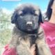 Armenian Gampr LGD Mix Puppies