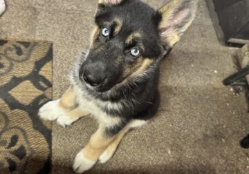 AWESOME, lovable shepsky puppies