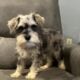 CKC MINI SCHNAUZER