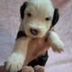 Old English Sheepdog Puppies