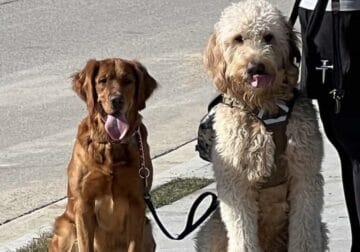 Planned litter of F1b Goldendoodles