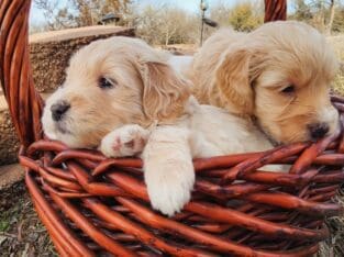 Miniature Goldendoodles
