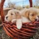 Miniature Goldendoodles