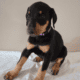 Doberman puppies