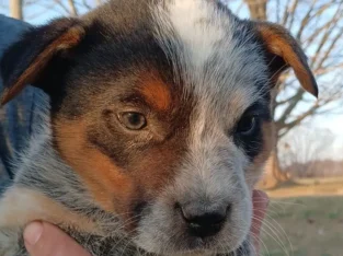 Male Blue Heeler puppies