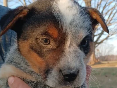 Male Blue Heeler puppies