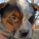 Male Blue Heeler puppies
