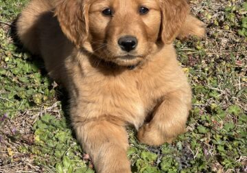 Golden Retriever- Black Collar Female