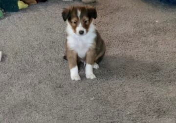 Sheltie pups