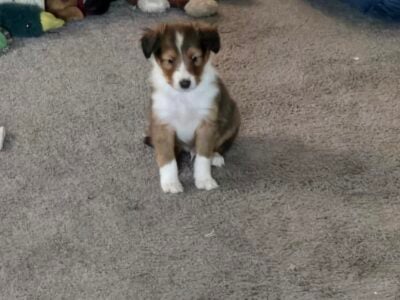 Sheltie pups