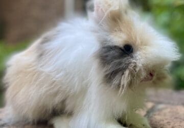 High quality male lionhead bunny rabbit