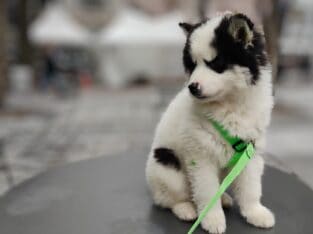 Puppy Purebred Siberian Husky Piebald Male