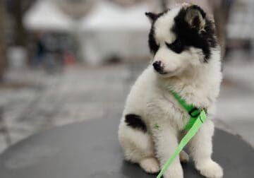 Puppy Purebred Siberian Husky Piebald Male