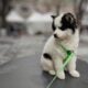 Puppy Purebred Siberian Husky Piebald Male