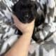 Cane Corso Southern MN