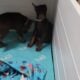 Doberman Pincher American/Euro bloodlines