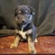 Husky Shepard collie pit
