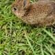 Bunnies for sale