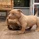 American Bully puppies for sale