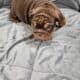 English Bulldog Chocolate AKC
