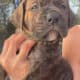 Cane corso puppies