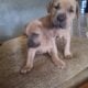 Pitbull English Mastiff Puppies Ready