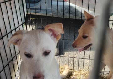 German Shepherd puppies Looking for good homes