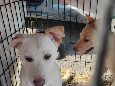 German Shepherd puppies Looking for good h  ...