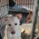 German Shepherd puppies Looking for good homes