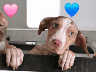 Catahoula pups