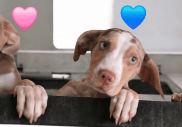 Catahoula pups