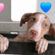 Catahoula pups