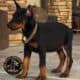 Doberman Pinscher puppies for sale!