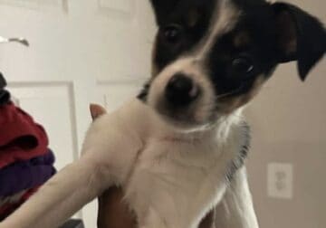 Adorable Chihuahua Puppy!
