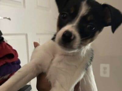 Adorable Chihuahua Puppy!