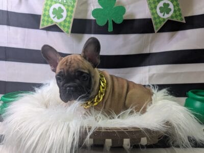 French bulldog