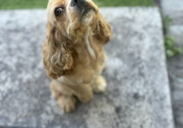Cocker spaniel