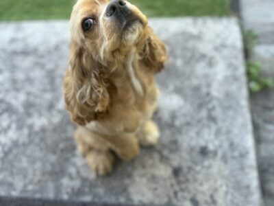 Cocker spaniel