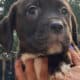 Cane corso puppies