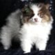 Pew Pew Pew AKC Pomeranain
